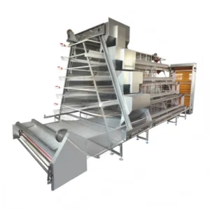 A Type Fully Automatic Layer Chicken Cage