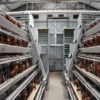 A type layer cage (12) A Type Fully Automatic Layer Chicken Cage