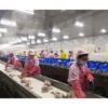 Automatic Chicken Slaughter Line