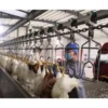 Automatic Chicken Slaughter Line