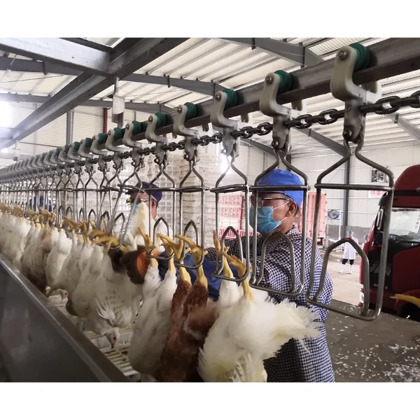 Automatic Chicken Slaughter Line