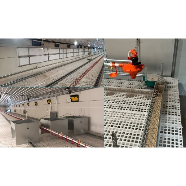 CHAINE FEEDING SYSTEM CHINA FACTORY (10)_WH_600x600px Poultry Chain Feeding System for Broilers
