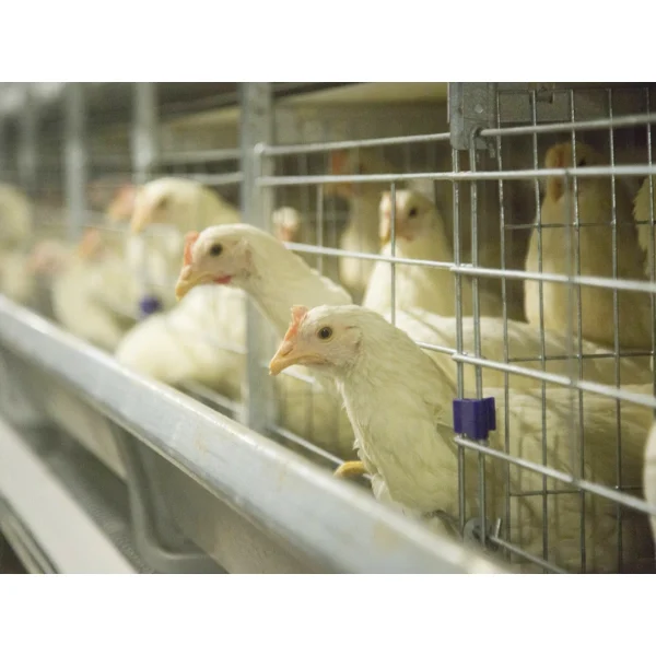 H Type Fully Automatic Layer Chicken Cage