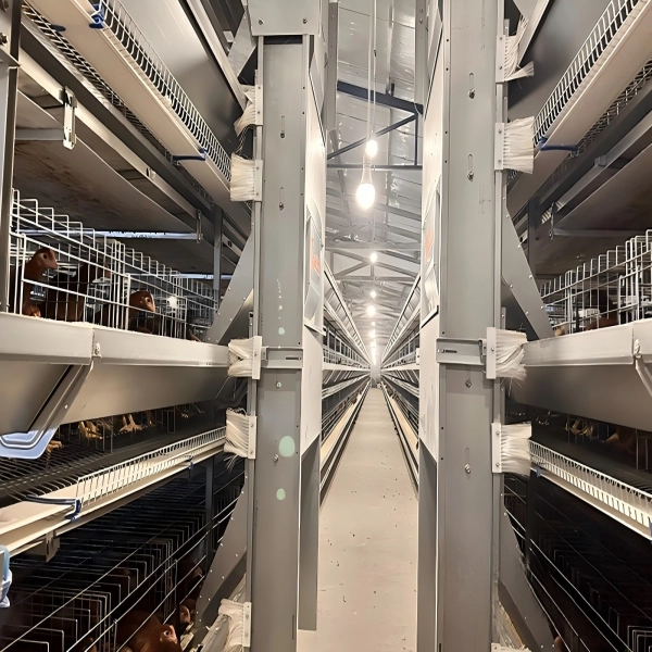 H Type Fully Automatic Layer Chicken Cage