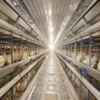 H Type Fully Automatic Layer Chicken Cage