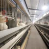 Fully Automatic H-type Breeding Parent Cage