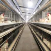 Fully Automatic H-type Breeding Parent Cage