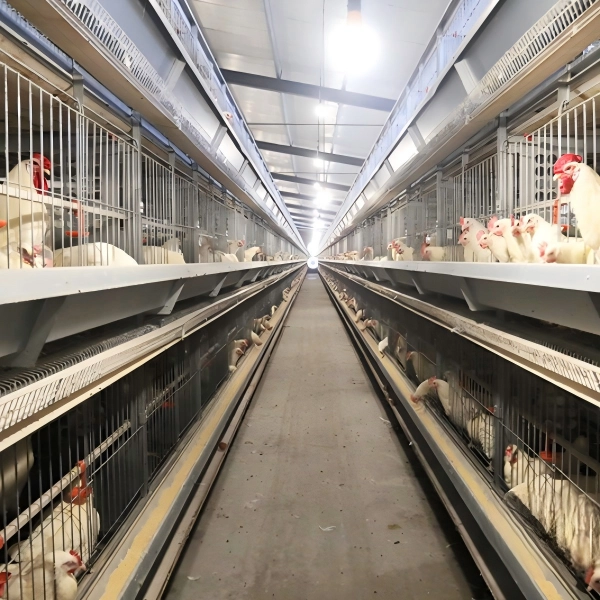 Fully Automatic H-type Breeding Parent Cage