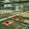 Automatic H Type Layer Duck Cage