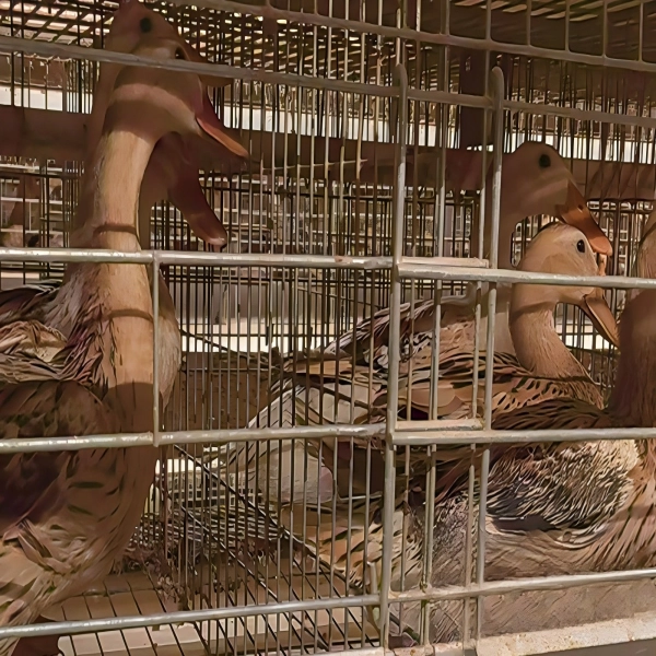 Automatic H Type Layer Duck Cage