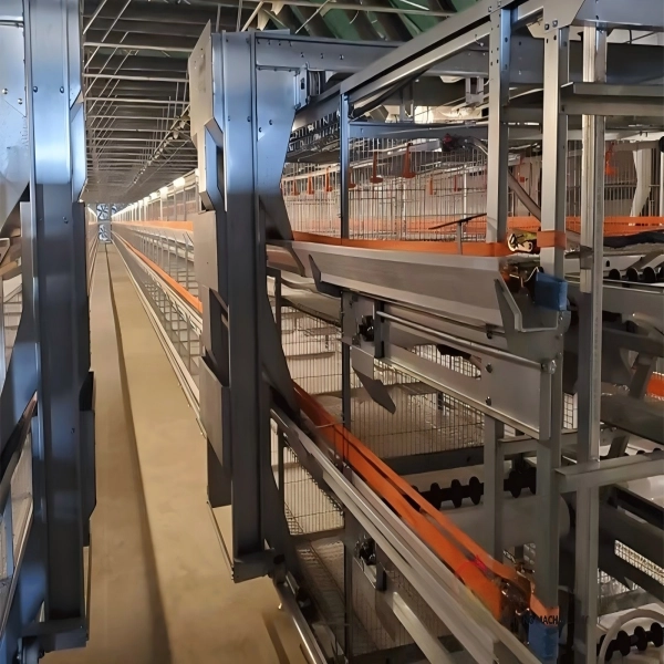 Automatic H Type Pullet Cage