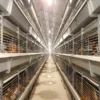 H type pullet cage (1)_1 Automatic H Type Pullet Cage