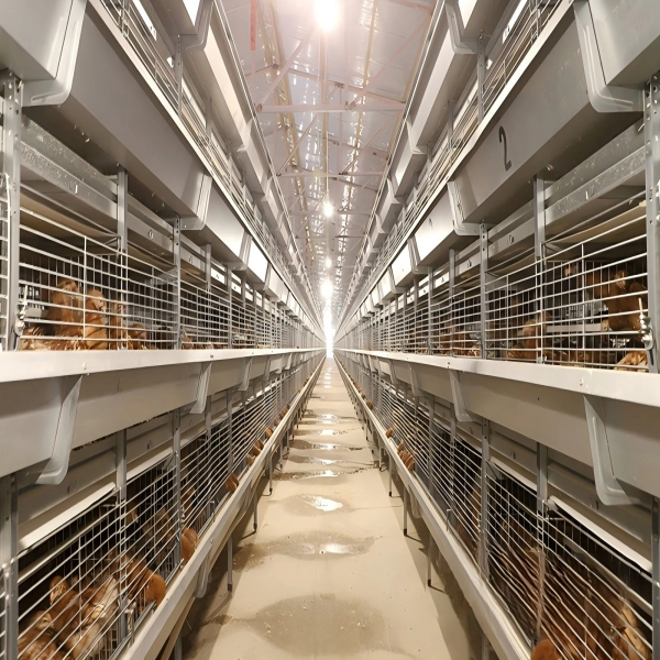 H type pullet cage (1)_1 Automatic H Type Pullet Cage