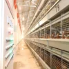 H type pullet cage (2) Automatic H Type Pullet Cage