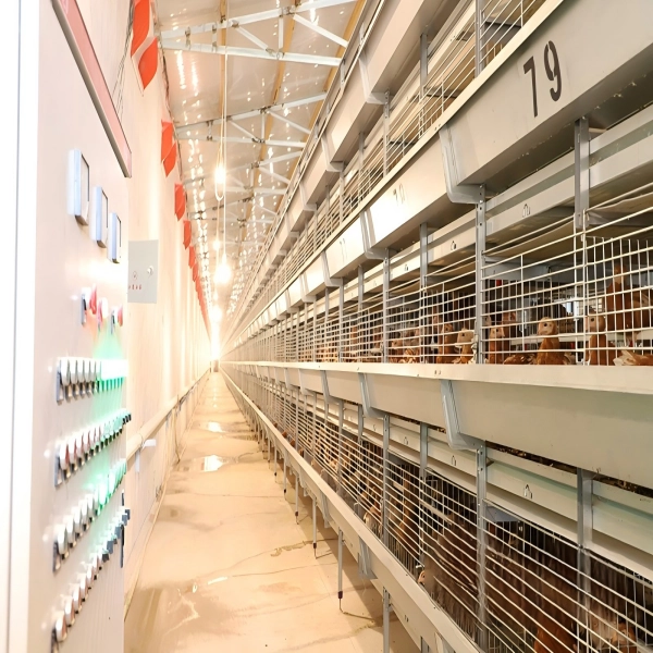 H type pullet cage (2) Automatic H Type Pullet Cage