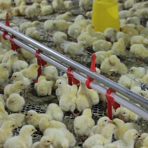 automatic floor raising system for broilers (1) Automatic Broiler Floor Raising System