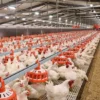 automatic floor raising system for broilers (1)_3 Automatic Broiler Floor Raising System
