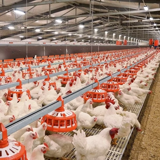 automatic floor raising system for broilers (1)_3 Automatic Broiler Floor Raising System