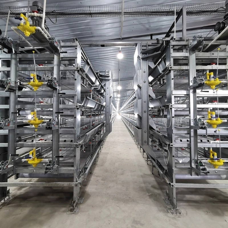 Chain-Type Automatic H Type Broiler Harvesting Cage