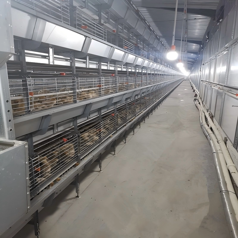 Chain-Type Automatic H Type Broiler Harvesting Cage