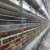 Chain-Type Automatic H Type Broiler Harvesting Cage