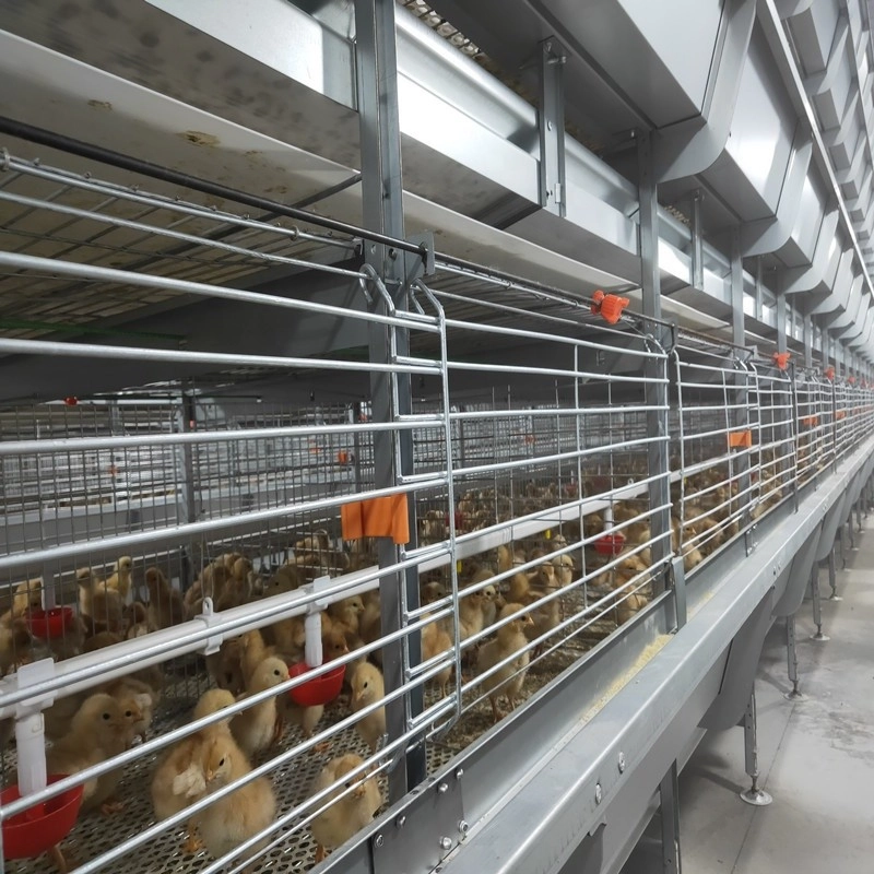 Chain-Type Automatic H Type Broiler Harvesting Cage